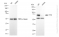 KD-Validated Anti-TFE3 Rabbit Monoclonal Antibody