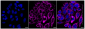 KD-Validated Anti-Citrate synthetase Rabbit Monoclonal Antibody