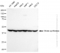 KD-Validated Anti-Citrate synthetase Rabbit Monoclonal Antibody
