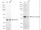 KD-Validated Anti-Citrate synthetase Rabbit Monoclonal Antibody