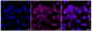 KD-Validated Anti-Tuberin Rabbit Monoclonal Antibody