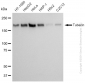 KD-Validated Anti-Tuberin Rabbit Monoclonal Antibody