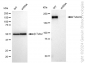 KD-Validated Anti-Tuberin Rabbit Monoclonal Antibody