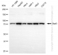 KD-Validated Anti-Stat3 Rabbit Monoclonal Antibody