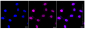KD-Validated Anti-STAT6 Rabbit Monoclonal Antibody
