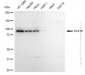 KD-Validated Anti-STAT6 Rabbit Monoclonal Antibody