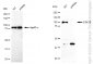 KD-Validated Anti-STAT6 Rabbit Monoclonal Antibody