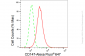 KD-Validated Anti-CD147 Rabbit Monoclonal Antibody