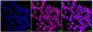 KD-Validated Anti-CD147 Rabbit Monoclonal Antibody