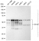 KD-Validated Anti-CD147 Rabbit Monoclonal Antibody
