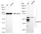 KD-Validated Anti-CD147 Rabbit Monoclonal Antibody