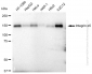 KD-Validated Anti-Integrin alpha 5 Rabbit Monoclonal Antibody