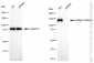 KD-Validated Anti-Integrin alpha 5 Rabbit Monoclonal Antibody