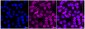 KD-Validated Anti-C-terminal Src kinase Rabbit Monoclonal Antibody