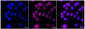 KD-Validated Anti-Cullin 1 Rabbit Monoclonal Antibody