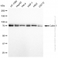 KD-Validated Anti-Cullin 1 Rabbit Monoclonal Antibody