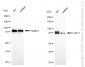 KD-Validated Anti-Cullin 1 Rabbit Monoclonal Antibody