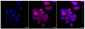 KD-Validated Anti-GSK3 alpha Rabbit Monoclonal Antibody