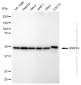 KD-Validated Anti-GSK3 alpha Rabbit Monoclonal Antibody