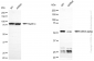 KD-Validated Anti-GSK3 alpha Rabbit Monoclonal Antibody