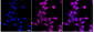 KD-Validated Anti-NUMB Rabbit Monoclonal Antibody