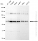 KD-Validated Anti-NUMB Rabbit Monoclonal Antibody