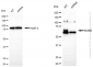 KD-Validated Anti-NUMB Rabbit Monoclonal Antibody
