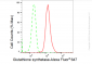 KD-Validated Anti-Glutathione synthetase Rabbit Monoclonal Antibody