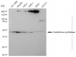 KD-Validated Anti-Glutathione synthetase Rabbit Monoclonal Antibody