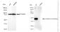 KD-Validated Anti-Glutathione synthetase Rabbit Monoclonal Antibody
