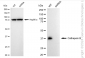 KD-Validated Anti-Cathepsin B Rabbit Monoclonal Antibody