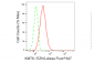 KD-Validated Anti-KMT6/EZH2 Rabbit Monoclonal Antibody