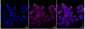 KD-Validated Anti-KMT6/EZH2 Rabbit Monoclonal Antibody