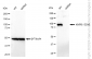 KD-Validated Anti-KMT6/EZH2 Rabbit Monoclonal Antibody