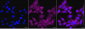 KO-Validated Anti-ARHGDIA Mouse Monoclonal Antibody