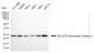 KO-Validated Anti-ARHGDIA Mouse Monoclonal Antibody