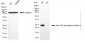 KO-Validated Anti-ARHGDIA Mouse Monoclonal Antibody