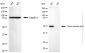 KO-Validated Anti-Tumor Protein P53 Rabbit Polyclonal Antibody