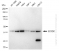 KO-Validated Anti-BCKDK Rabbit Polyclonal Antibody