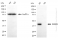 KO-Validated Anti-BCKDK Rabbit Polyclonal Antibody
