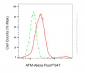KO Validated Anti-ATM Rabbit Monoclonal Antibody