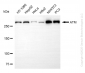 KO Validated Anti-ATM Rabbit Monoclonal Antibody