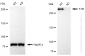 KO Validated Anti-ATM Rabbit Monoclonal Antibody