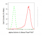 KO Validated Anti-Actinin Alpha 4 Rabbit Monoclonal Antibody