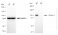 KO Validated Anti-Actinin Alpha 4 Rabbit Monoclonal Antibody
