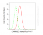 KO Validated Anti-CAMK2D Rabbit Monoclonal Antibody