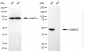 KO Validated Anti-CAMK2D Rabbit Monoclonal Antibody