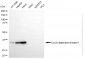 KO Validated Anti-Cyclin Dependent Kinase 6 Rabbit Monoclonal Antibody