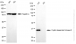 KO Validated Anti-Cyclin Dependent Kinase 6 Rabbit Monoclonal Antibody