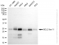 KO Validated Anti-BCL2 Like 11 Rabbit Monoclonal Antibody